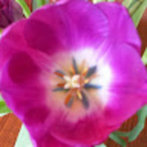 Meet your Posher, Jane